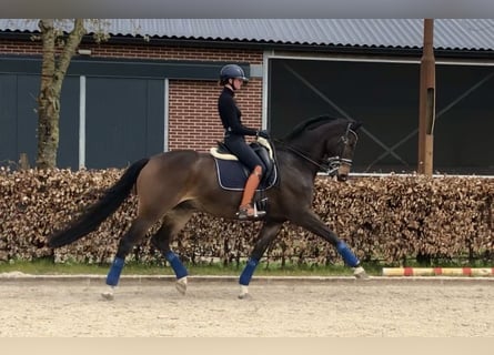 KWPN, Gelding, 9 years, 16.3 hh, Bay-Dark