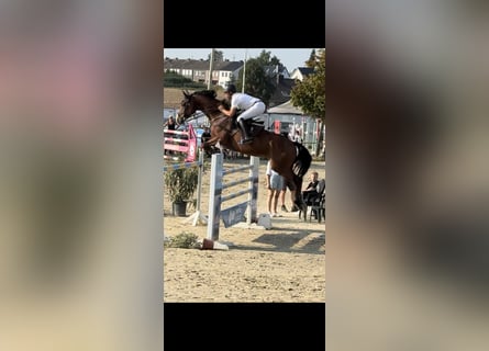 KWPN, Gelding, 9 years, 16,3 hh, Brown-Light