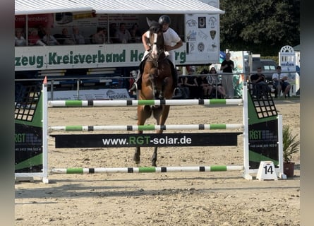 KWPN, Wallach, 9 Jahre, 16,3 hh, Hellbrauner