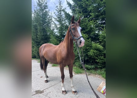 KWPN, Gelding, 9 years, 16 hh, Bay
