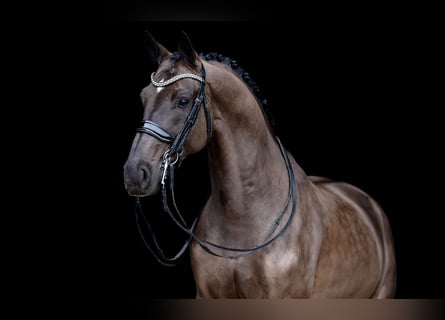 KWPN, Gelding, 9 years, 16,1 hh, Black