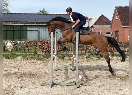 KWPN, Gelding, 9 years, 17 hh, Brown