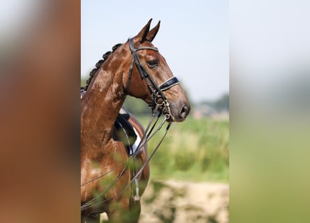 KWPN, Wallach, 9 Jahre, 17 hh, Dunkelfuchs