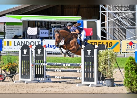 KWPN, Gelding, 9 years, 17,2 hh, Brown