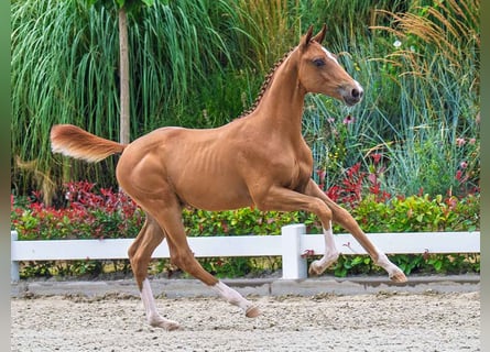 KWPN, Gelding, Foal (03/2025), Chestnut