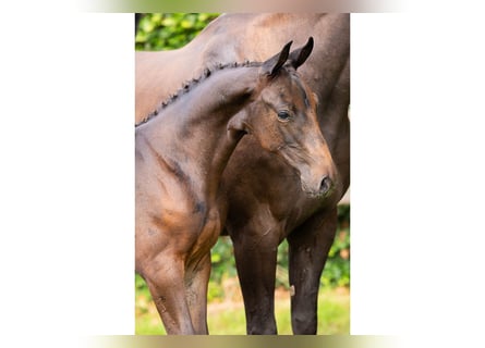 KWPN, Gelding, Foal (01/2025)