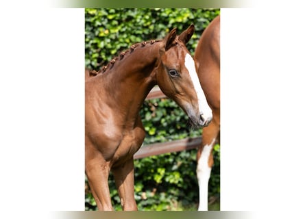 KWPN, Gelding, Foal (04/2025)