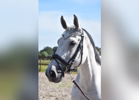 KWPN, Giumenta, 10 Anni, 163 cm, Grigio