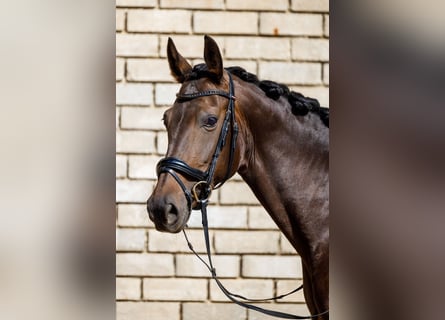 KWPN, Giumenta, 10 Anni, 165 cm, Baio scuro