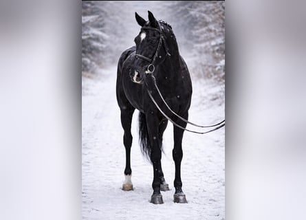 KWPN, Giumenta, 10 Anni, 166 cm, Morello