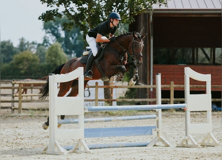KWPN, Giumenta, 10 Anni, 171 cm, Baio