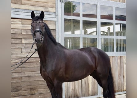 KWPN, Giumenta, 10 Anni, 172 cm, Morello