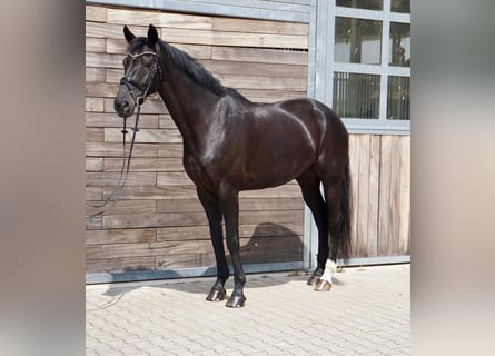 KWPN, Giumenta, 10 Anni, 174 cm, Morello
