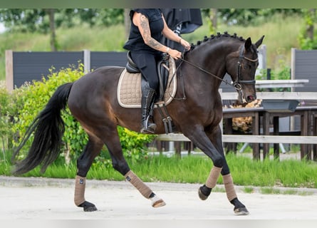 KWPN, Giumenta, 11 Anni, 164 cm