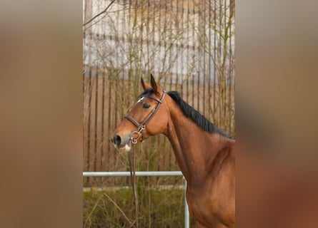 KWPN, Giumenta, 11 Anni, 165 cm, Baio