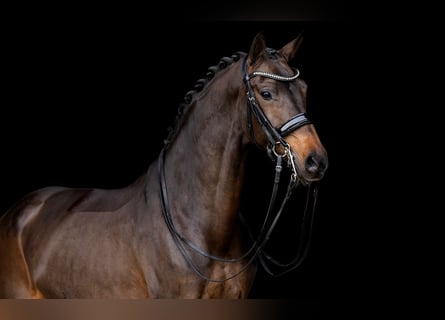 KWPN, Giumenta, 11 Anni, 165 cm, Baio scuro