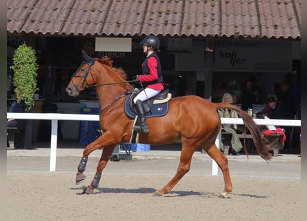 KWPN, Giumenta, 11 Anni, 167 cm, Sauro