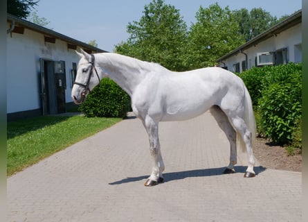 KWPN, Giumenta, 11 Anni, 170 cm, Grigio