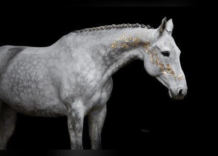 KWPN, Giumenta, 11 Anni, 173 cm, Grigio