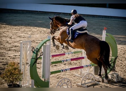 KWPN, Giumenta, 11 Anni, 179 cm, Baio