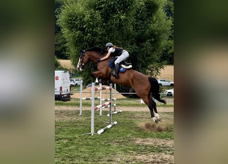 KWPN, Giumenta, 11 Anni, 179 cm, Baio