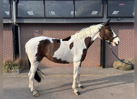 KWPN, Giumenta, 12 Anni, 165 cm, Tobiano-tutti i colori