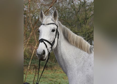 KWPN, Giumenta, 12 Anni, 166 cm, Grigio pezzato