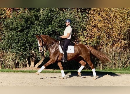 KWPN, Giumenta, 12 Anni, 167 cm, Sauro