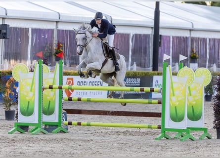 KWPN, Giumenta, 12 Anni, 168 cm, Grigio