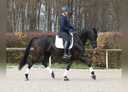 KWPN, Giumenta, 12 Anni, 175 cm, Morello