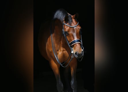 KWPN, Giumenta, 13 Anni, 163 cm, Baio