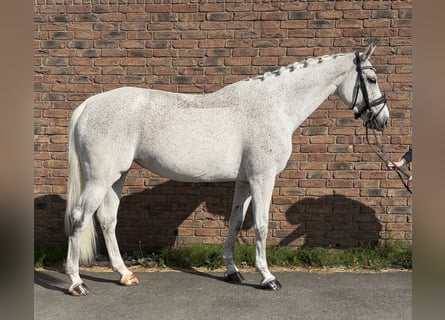 KWPN, Giumenta, 13 Anni, 166 cm, Grigio trotinato