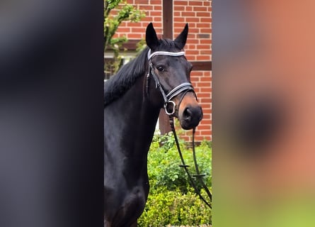 KWPN, Giumenta, 13 Anni, 168 cm, Baio nero