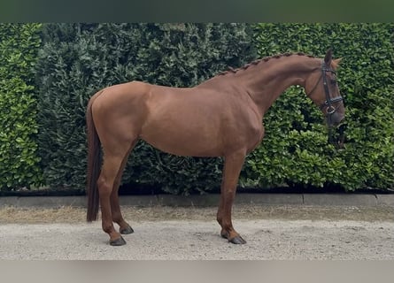 KWPN, Giumenta, 13 Anni, 170 cm, Sauro