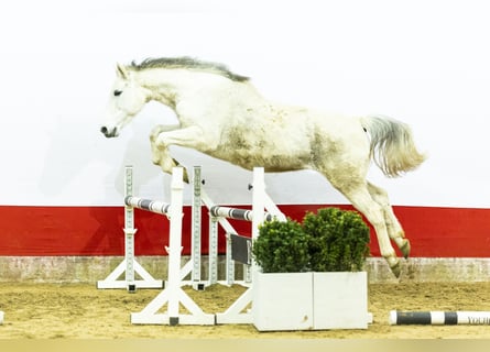 KWPN, Giumenta, 14 Anni, 163 cm