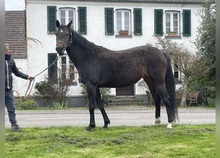 KWPN, Giumenta, 14 Anni, 166 cm, Baio scuro