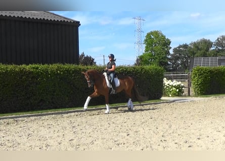 KWPN, Giumenta, 14 Anni, 168 cm, Sauro