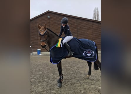 KWPN, Giumenta, 14 Anni, 174 cm, Baio scuro