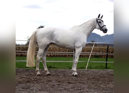 KWPN, Giumenta, 15 Anni, 163 cm, Grigio