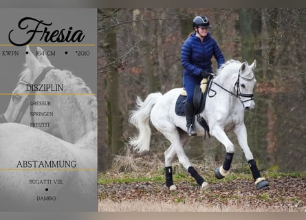 KWPN, Giumenta, 15 Anni, 164 cm, Grigio trotinato