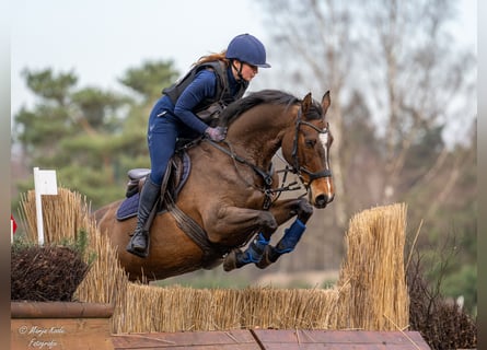 KWPN, Giumenta, 17 Anni, 164 cm