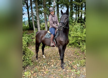 KWPN, Giumenta, 17 Anni, 168 cm, Morello