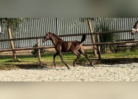 KWPN, Giumenta, 1 Anno, Baio scuro