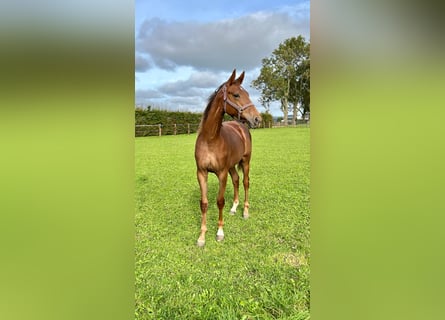 KWPN, Giumenta, 2 Anni, 162 cm, Sauro