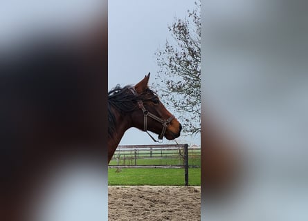 KWPN, Giumenta, 2 Anni, 164 cm, Baio