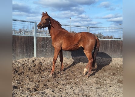 KWPN, Giumenta, 2 Anni, 169 cm, Sauro scuro