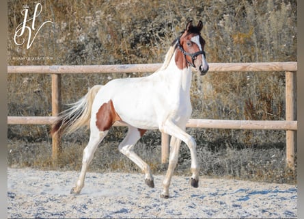 KWPN, Giumenta, 2 Anni, Tobiano-tutti i colori