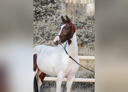 KWPN, Giumenta, 3 Anni, 160 cm, Tobiano-tutti i colori
