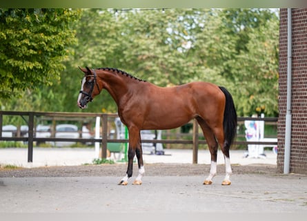 KWPN, Giumenta, 3 Anni, 161 cm, Baio