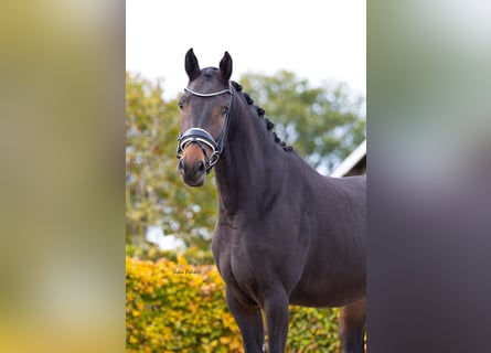 KWPN, Giumenta, 3 Anni, 162 cm, Baio nero